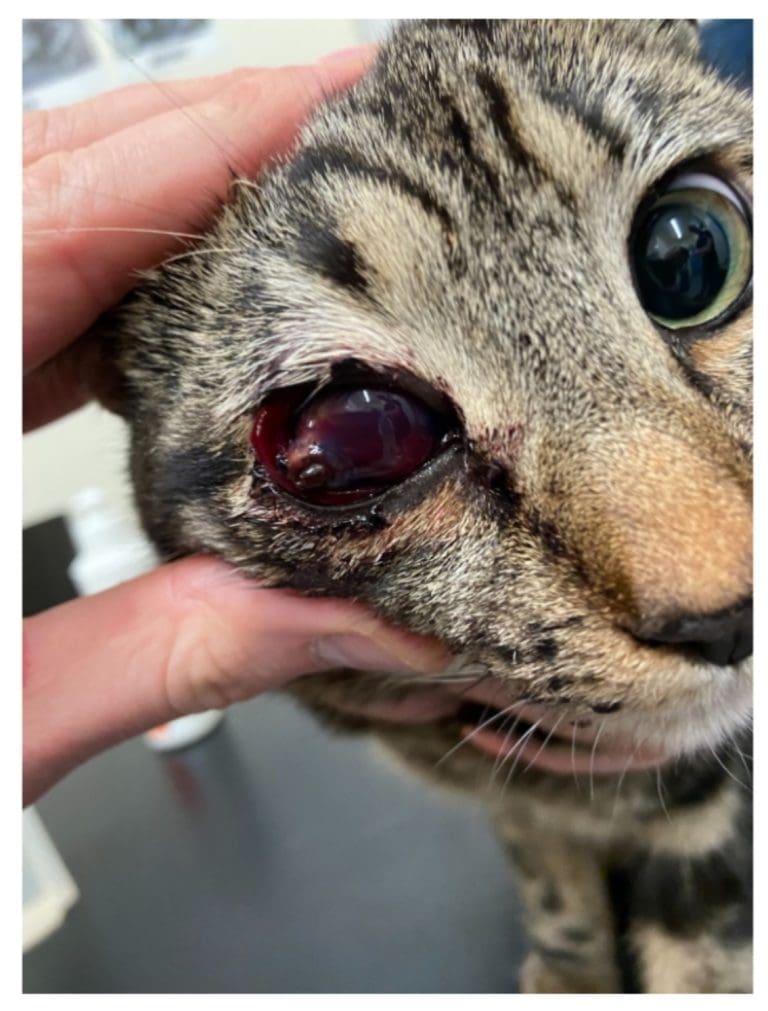 Weapon attacks on cats soars in first half of 2024