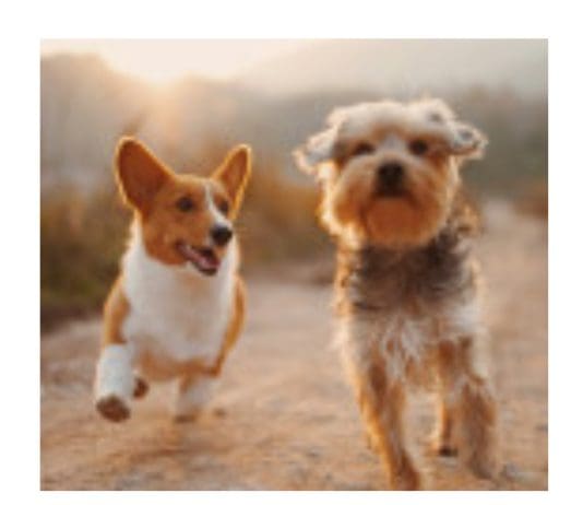 International Dog Day honours canine companionship