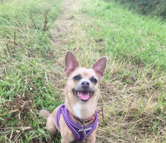 ‘It’s heartbreaking’: Dog cruelty on rise in Dorset