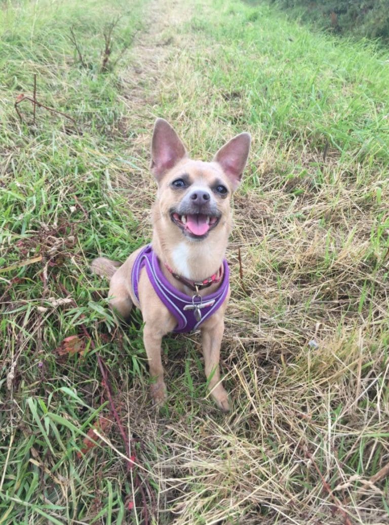 ‘It’s heartbreaking’: Dog cruelty on rise in Dorset