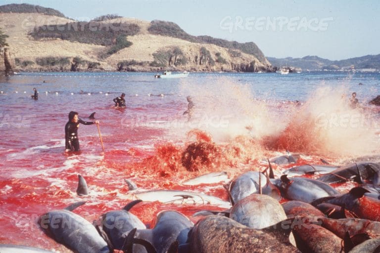 Japan Calls Killing Dolphins ‘Tradition’. I Call It ‘Psychopathy’
