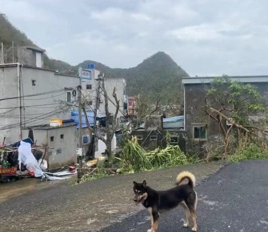 Two Dorset Men Reveal Terror in Vietnam as Typhoon Yagi Leaves a Trail of Destruction