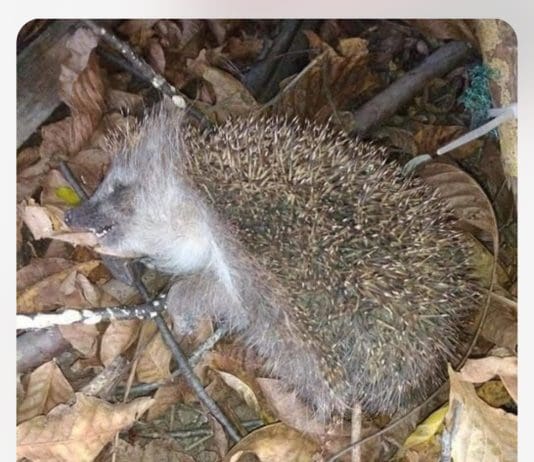 A Message From David Attenborough