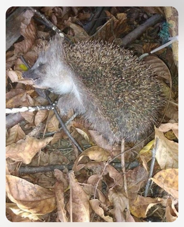 A Message From David Attenborough