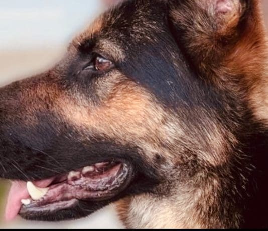 Far Right Protesters Targeted Dogs It Has Been Revealed