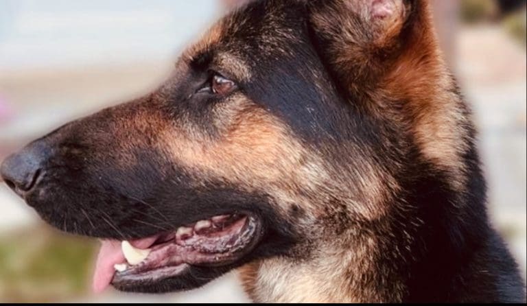 Far Right Protesters Targeted Dogs It Has Been Revealed