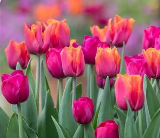 Six reasons to grow tulips