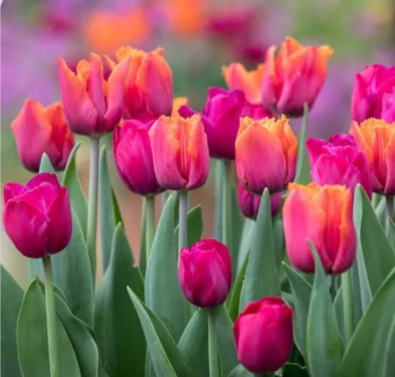 Six reasons to grow tulips