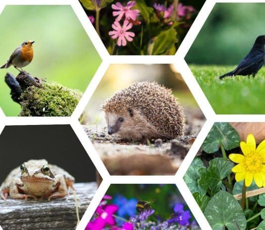 Chris Packham calls on Labour to act as new hunting report finds wildlife persecution is rife