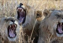 The Killings That Became One Of The Most Positive News Stories Of The Last Decade