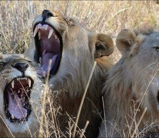 The Killings That Became One Of The Most Positive News Stories Of The Last Decade