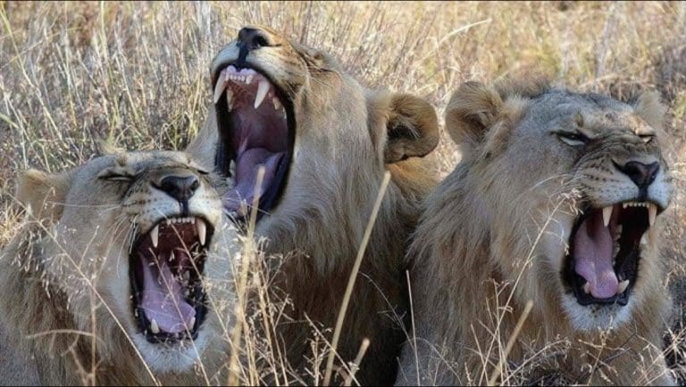 The Killings That Became One Of The Most Positive News Stories Of The Last Decade