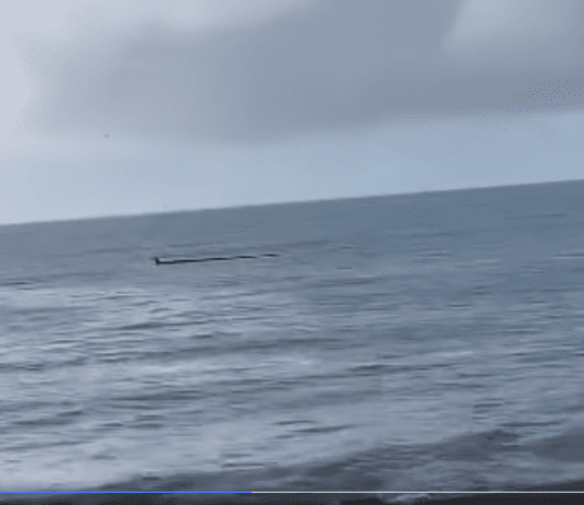 Loch Ness Monster Spotted On Holiday In Charmouth