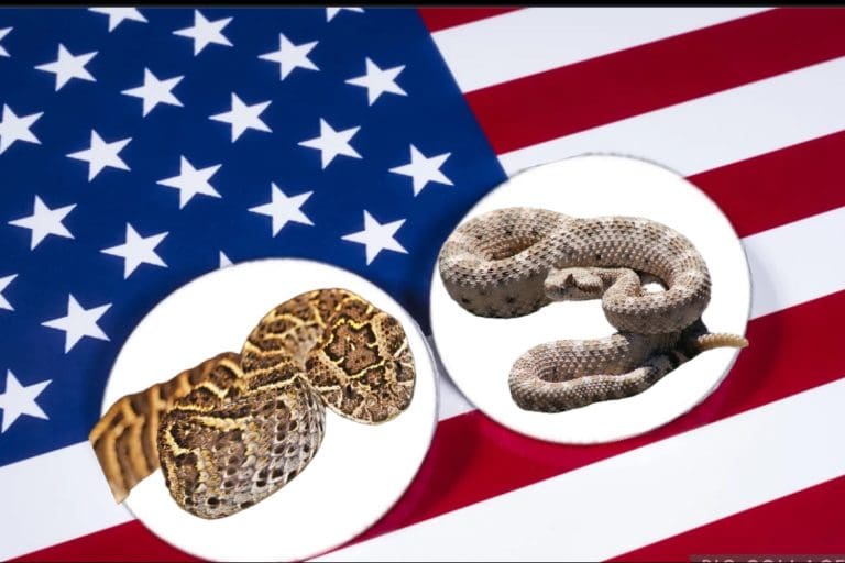 Puff Adders Or Rattlesnakes? This Time The U.S Public Chose The Rattlesnake. Next Time It Will Be The Puff Adder