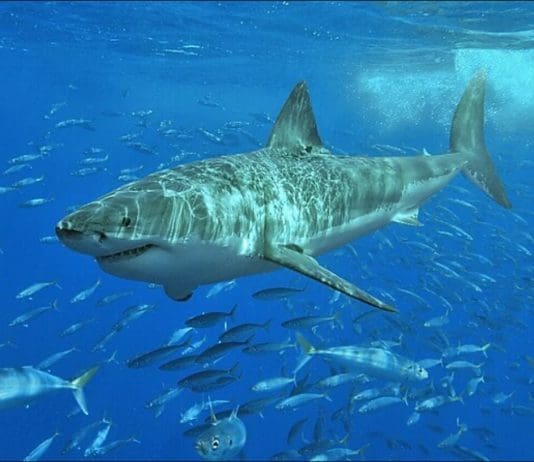 Despite Fatal Attack Great White Sharks Are Very Misunderstood