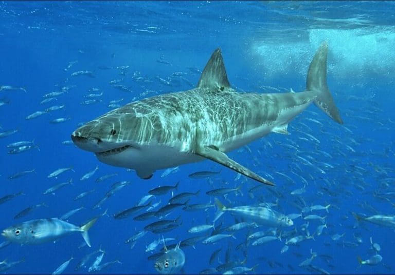Despite Fatal Attack Great White Sharks Are Very Misunderstood