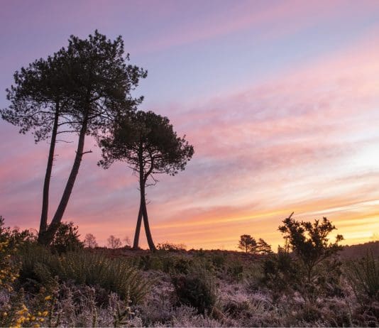 ‘2.5% Of The World’s Heathland Is In Dorset’ As Exciting Restoration Project Announced