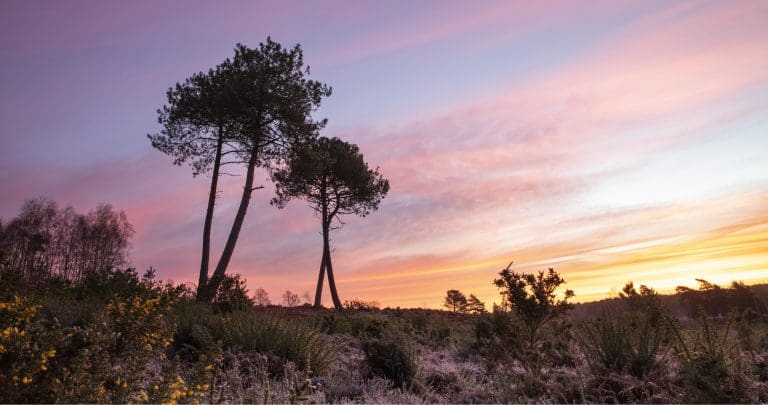 ‘2.5% Of The World’s Heathland Is In Dorset’ As Exciting Restoration Project Announced