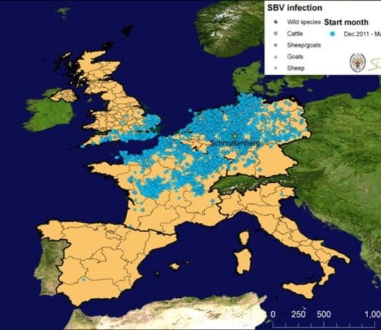 The Schmallenberg Virus