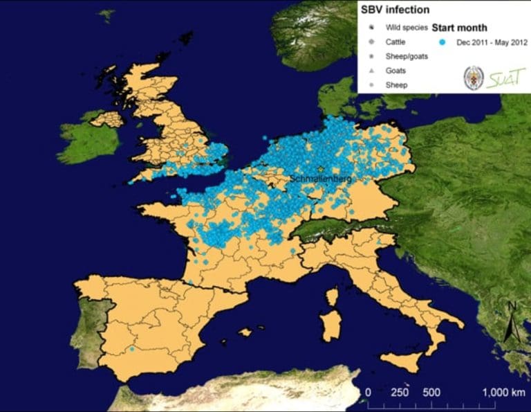 The Schmallenberg Virus