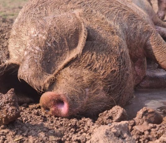 Surely Kemi Badenoch Knew Not To Wrestle With A Pig