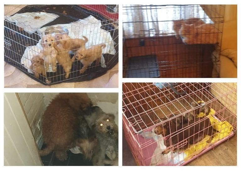 Father And Daughter From Dorchester Sentenced Following Illegal Pet Breeding And Selling
