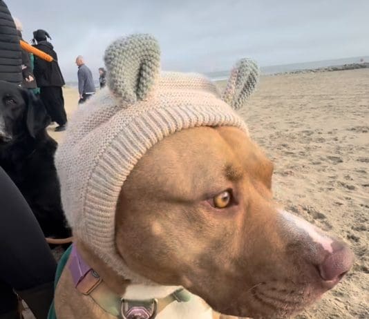 Dora Has Special Knitted Cap Having Had Her Ears Cropped As A Puppy