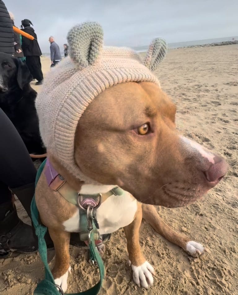 Dora Has Special Knitted Cap Having Had Her Ears Cropped As A Puppy