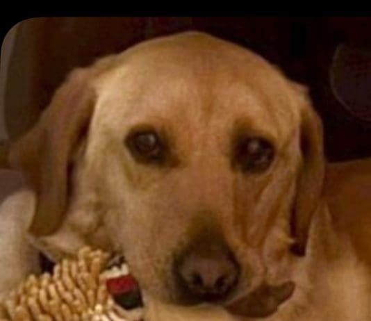 Workshy Two-Year-Old Lissy the Labrador Is Retired