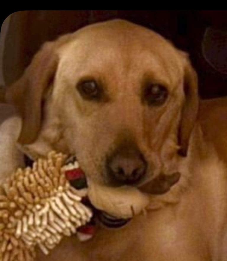 Workshy Two-Year-Old Lissy the Labrador Is Retired