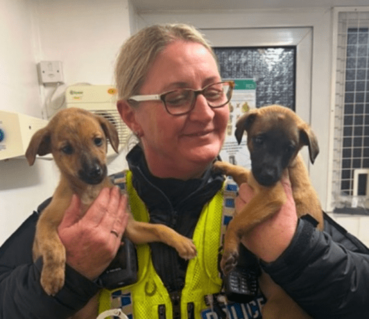 Wimborne Woman Arrested Following Puppies Stolen