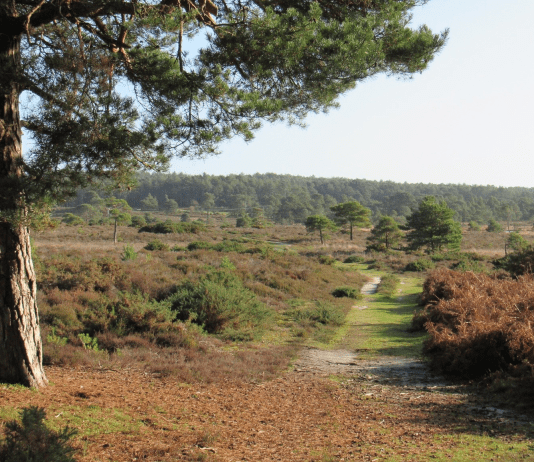 Woman’s Online Enquiry About Dogging In Wareham Forest Does Not Go To Plan