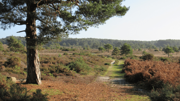 Woman’s Online Enquiry About Dogging In Wareham Forest Does Not Go To Plan