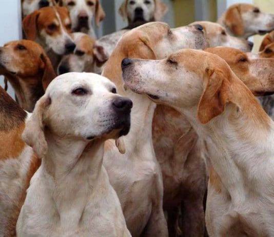 Over 500 Incidents of Hound Neglect and Mistreatment in First Half of 2024/25 Hunting Season