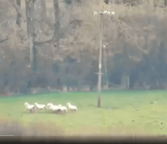 Some Call It ‘Tradition’; Others Call It ‘Sickness’. Where Do You Stand?