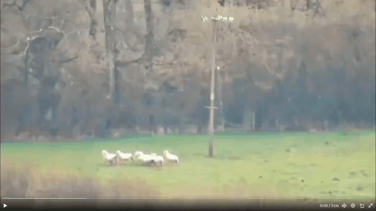 Some Call It ‘Tradition’; Others Call It ‘Sickness’. Where Do You Stand?