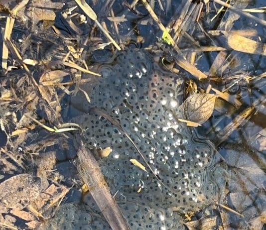 Hey Kids Leave That Spawn Alone