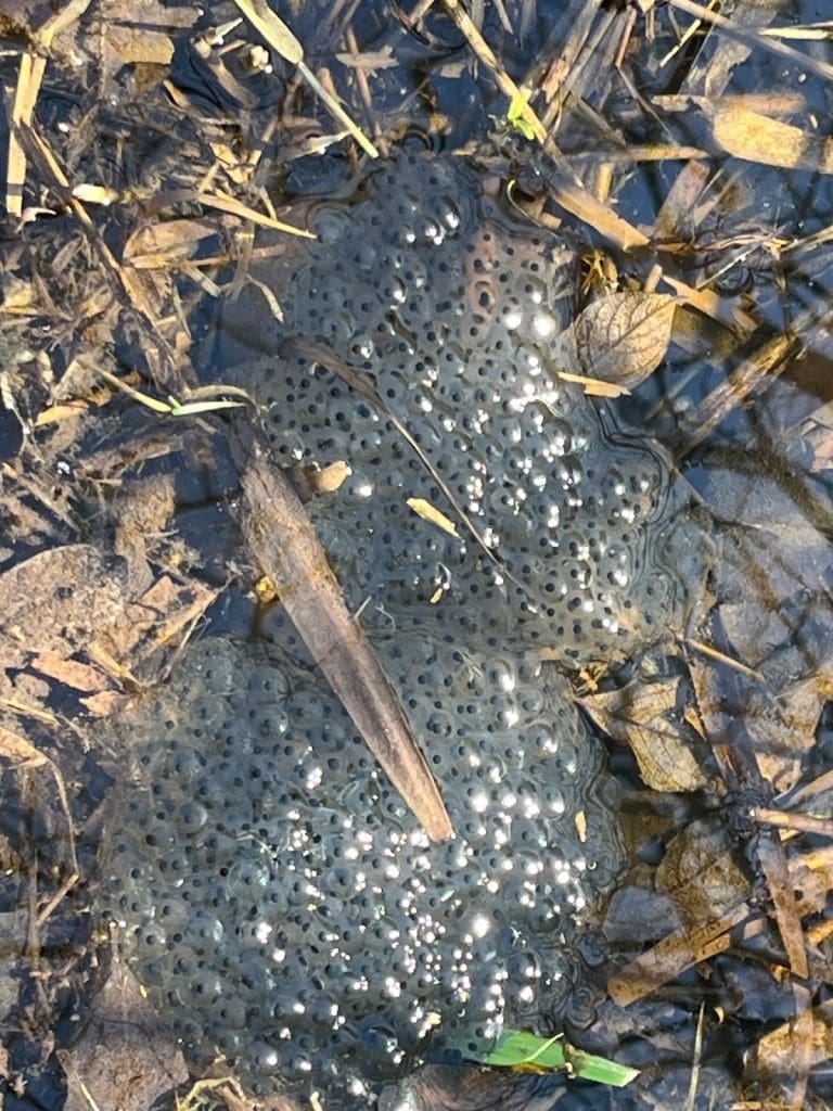 Hey Kids Leave That Spawn Alone