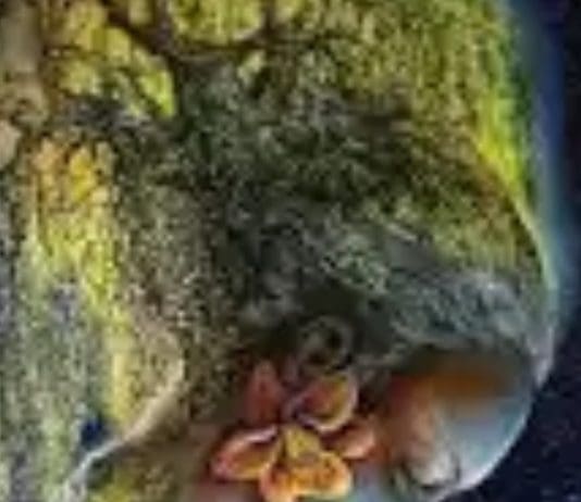 Mother Nature’s Letter Following Closure Of Heathrow