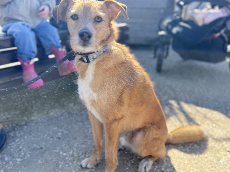 Dorset’s Dogs: The Four-Legged Friends Bringing Joy and Connection