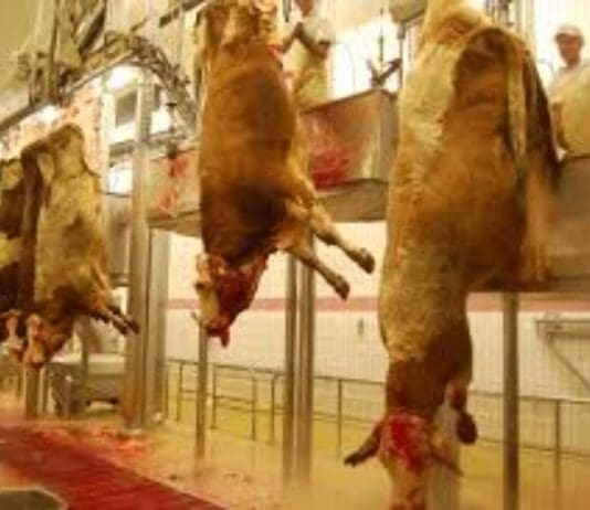 Why Eating Meat is Barbaric: A Look at the Cruelty Behind the Slaughter