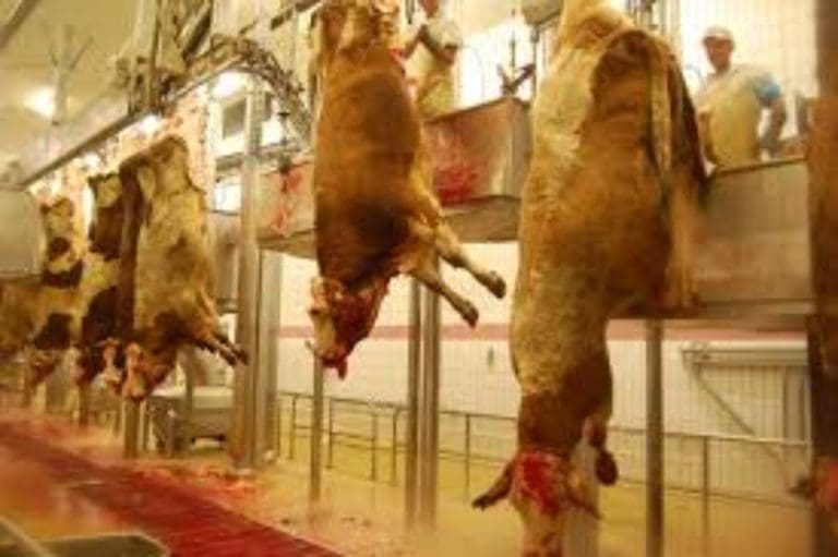 Why Eating Meat is Barbaric: A Look at the Cruelty Behind the Slaughter
