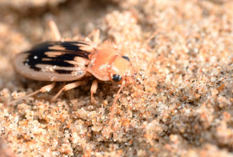 Hope Remains For Rediscovery Of Endangered Strandline Beetle