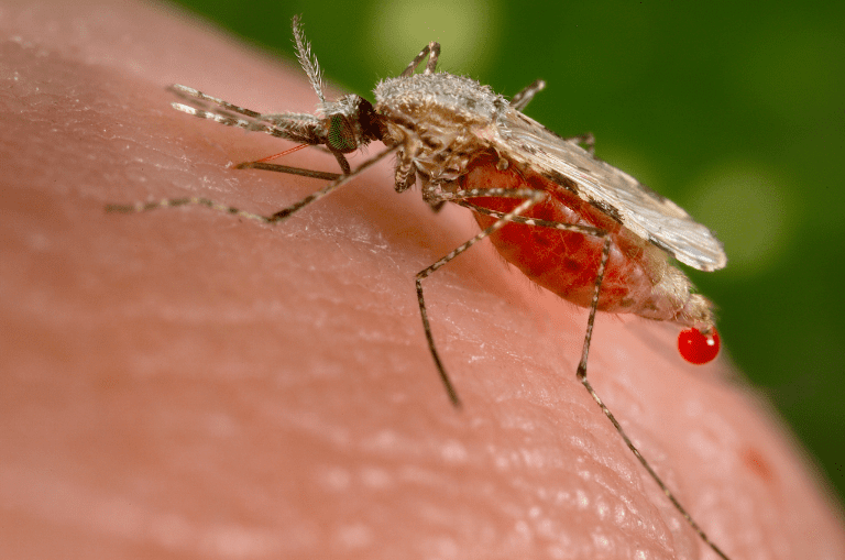 Genetically Modified Mosquitoes: A Revolutionary Step Towards Eradicating Malaria