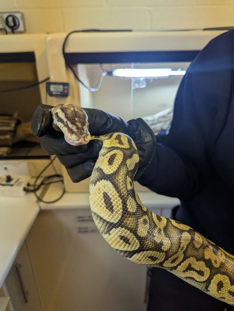 Python Found In West Dorset Field