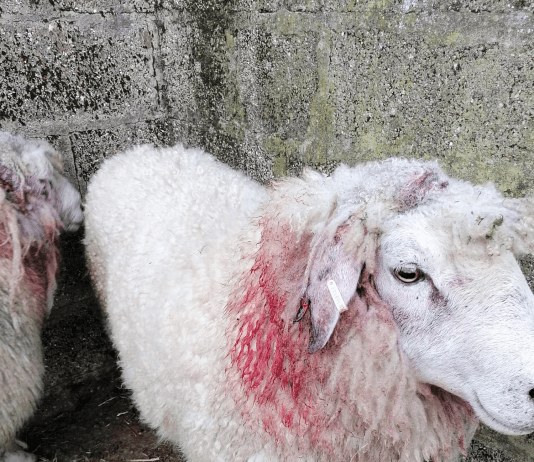 Dog Owners Warned As Sheep Worrying Occurs In West Dorset