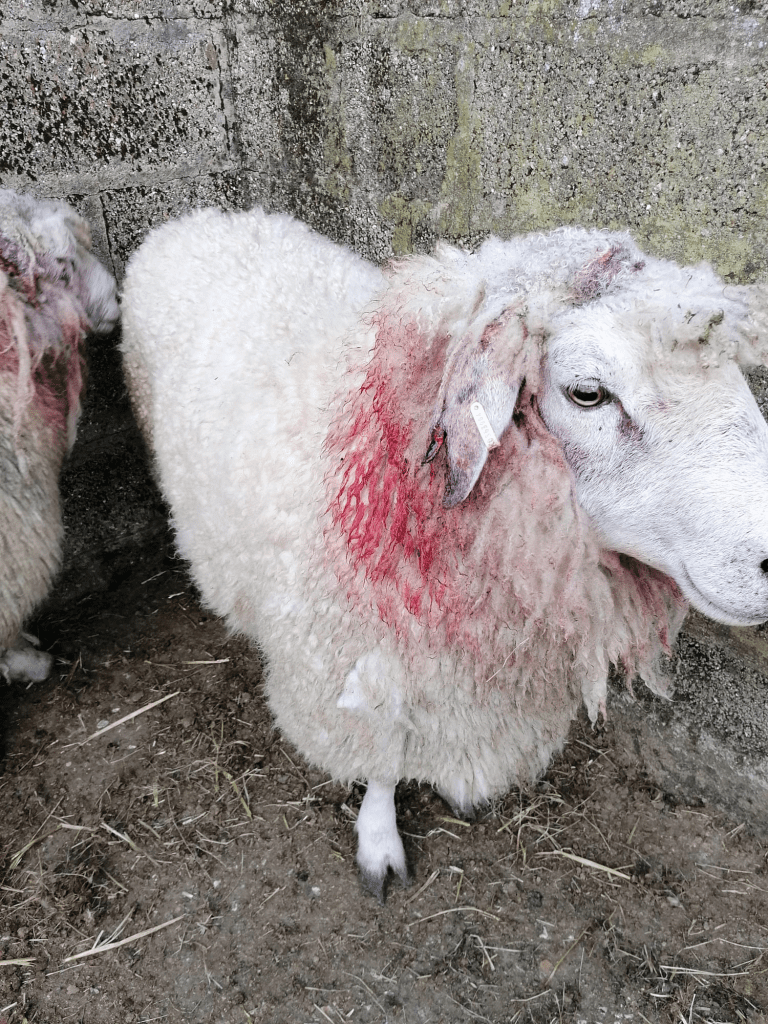 Dog Owners Warned As Sheep Worrying Occurs In West Dorset