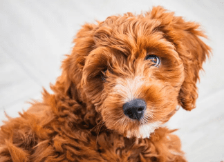 Dorset Man Banned From Keeping Dogs After Kicking His Cockapoo