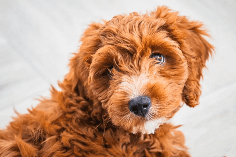 Dorset Man Banned From Keeping Dogs After Kicking His Cockapoo 