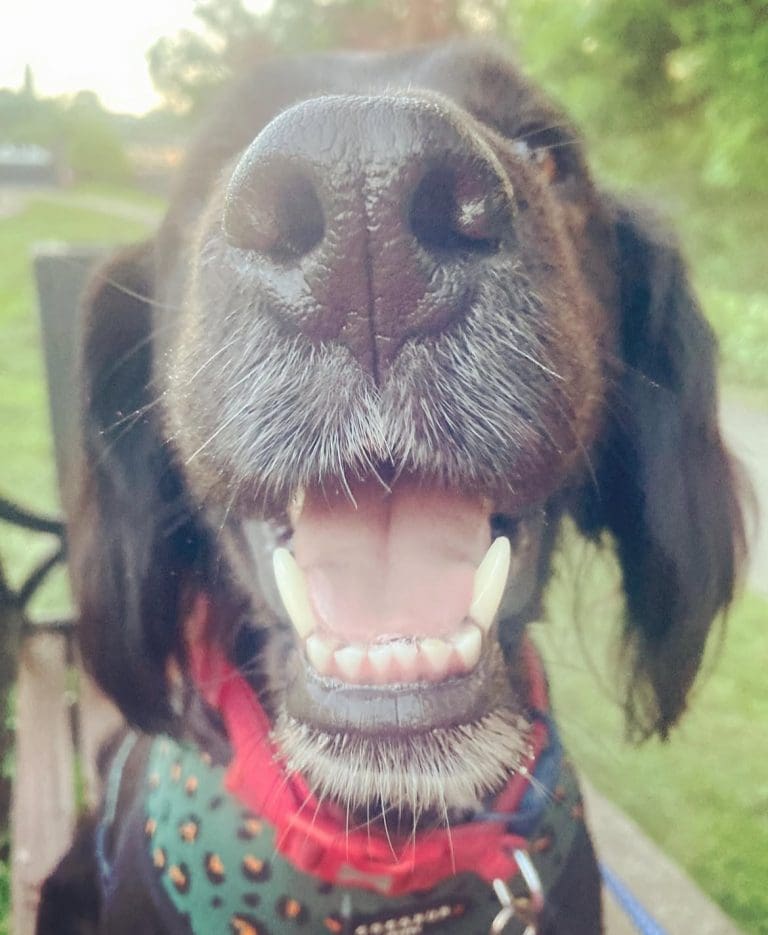 Scent-sational: RSPCA Reveals What Your Dog’s Nose Can Do – You Won’t Believe It!